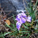 Iris tigridia - Photo (c) Yana Pleshkova, some rights reserved (CC BY-NC), uploaded by Yana Pleshkova