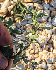 Chenopodium vulvaria