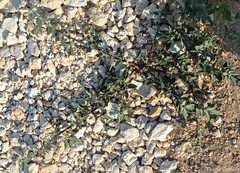 Chenopodium vulvaria