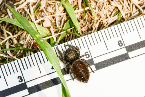 Phidippus cryptus