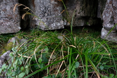 Carex lancea
