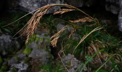Carex lancea