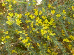 Aspalathus acanthophylla