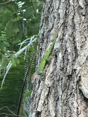 Anolis peynadoi