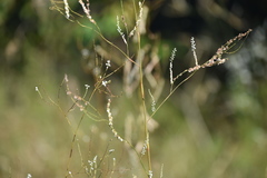 Polygonella gracilis
