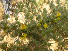 Aspalathus acanthophylla