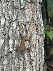 Anolis cybotes