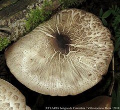 Agaricus