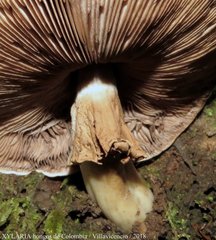 Agaricus