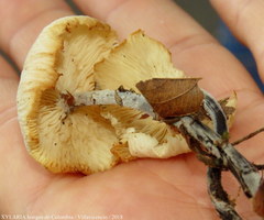 Agaricales