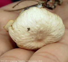 Agaricales