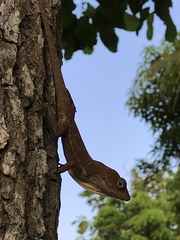 Anolis cybotes