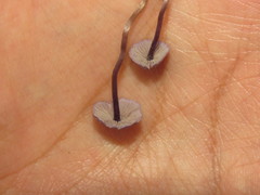 Agaricales