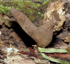 Xylaria