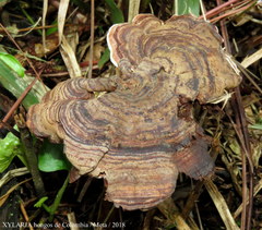 Polyporales
