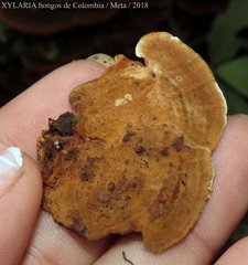 Polyporales