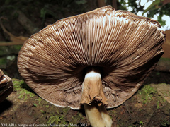 Agaricus
