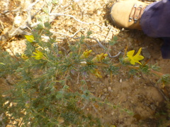 Aspalathus acanthophylla