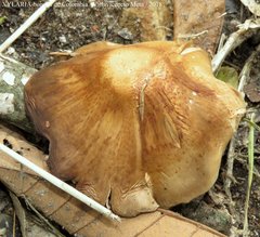 Agaricus rufoaurantiacus