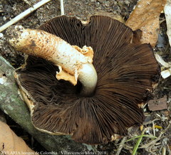 Agaricus rufoaurantiacus