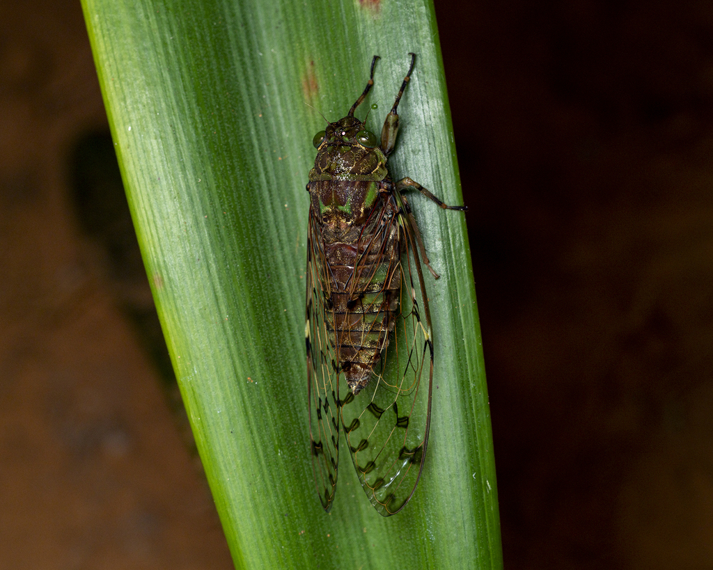 Terpnosia lactea