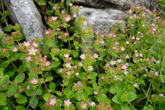 Crassula pellucida pellucida