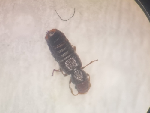 Staph beetle