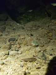 Liniparhomaloptera disparis