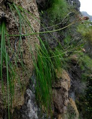 Trachyandra tabularis