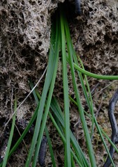 Trachyandra tabularis