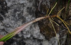 Trachyandra tabularis