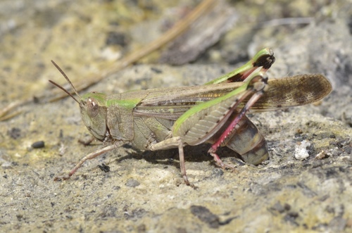 Broad Green-winged Grasshopper