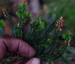 Erica strigosa