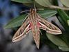 Vine Hawkmoth - Photo (c) Paolo Mazzei, some rights reserved (CC BY-NC), uploaded by Paolo Mazzei