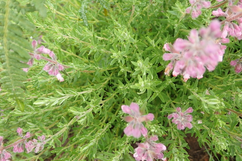Image of Syncolostemon teucriifolius by no rights reserved