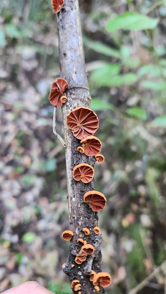 Anthracophyllum discolor · May 2023 · photo: © laflorifunga_ (iNaturalist, cc-by)