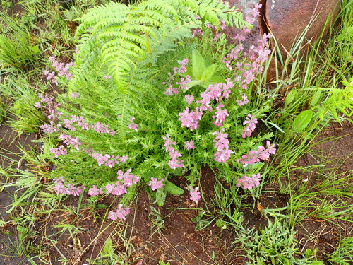 Image of Syncolostemon teucriifolius by no rights reserved