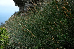 Elegia thyrsifera
