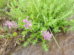 Syncolostemon teucriifolius