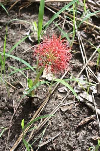 Bloodlily