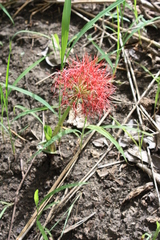 Scadoxus multiflorus