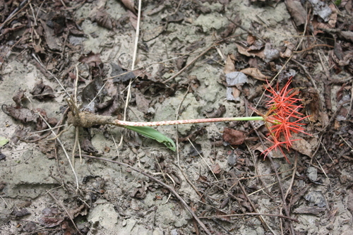 Bloodlily