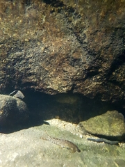 Liniparhomaloptera disparis