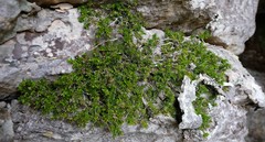Erica depressa