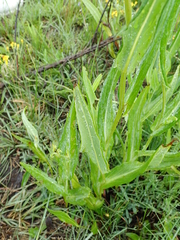 Senecio latifolius