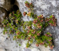 Erica depressa