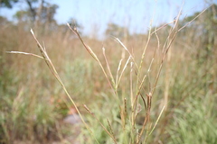 Schizachyrium nodulosum