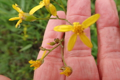 Senecio latifolius