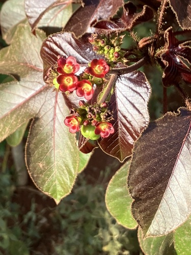 Jatropha gossypiifolia image