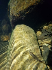 Liniparhomaloptera disparis